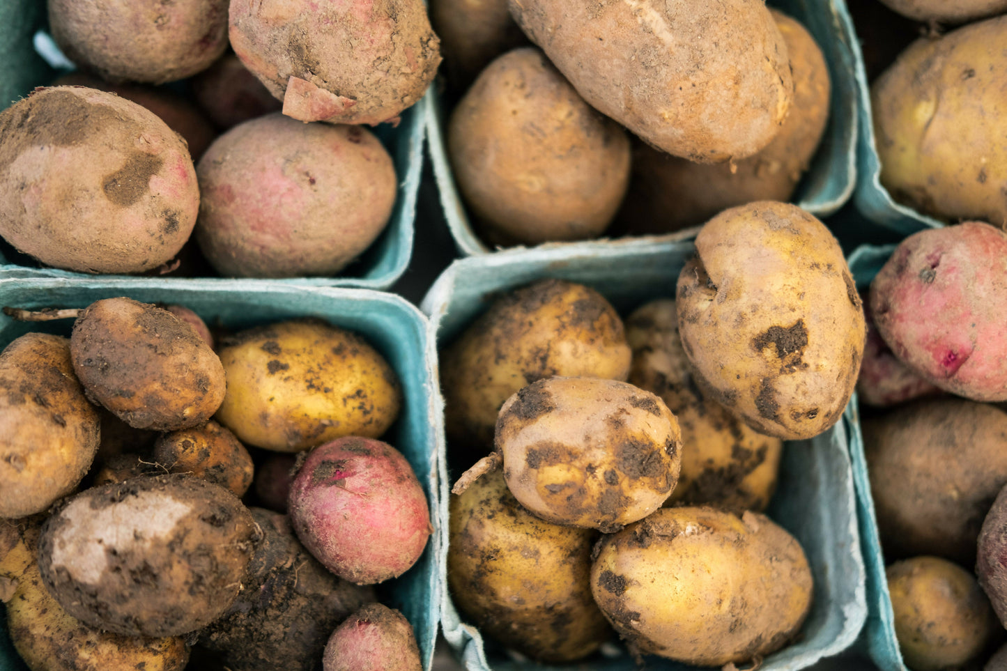 overhead-view-of-potatoes